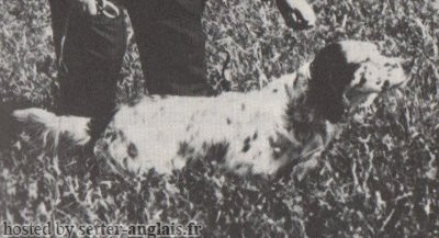 Setter Anglais LINDO DEL CECINA Setter Anglais LINDO DEL CECINA